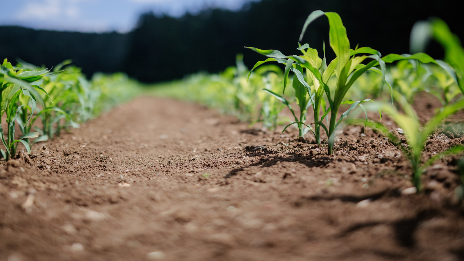 Mais, piantine nel campo